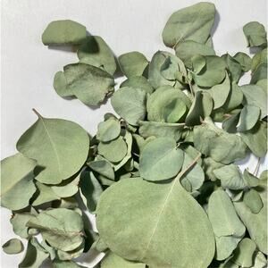 Dry Eucalyptus Leaves